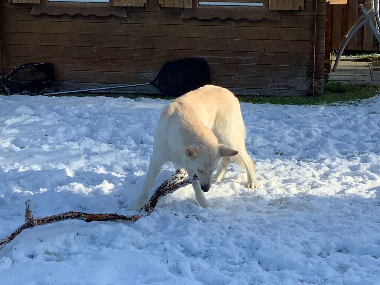  Ostfreesenhuus Vier Pfoten Marienhafe - 