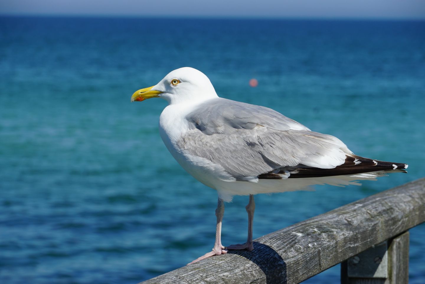  Darßer Weg 34a Whg. 5 "Haus Lummennest" Deutschland - 