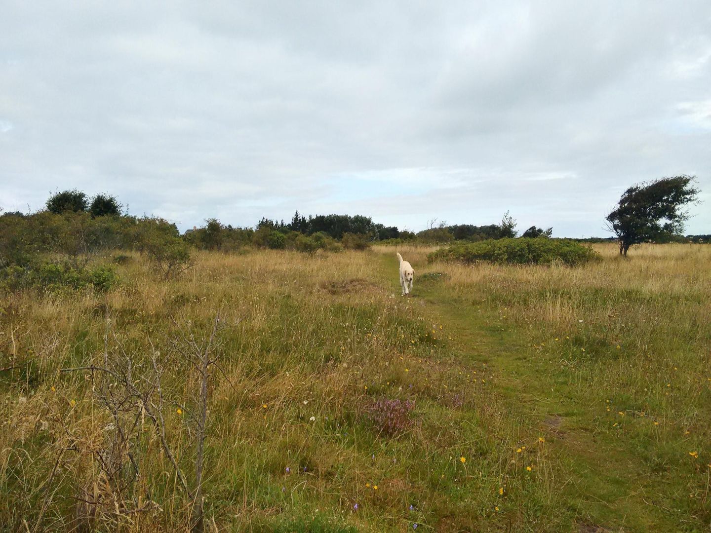 Harmony - Osterweg 52, App. 1 Wenningstedt - Landschaft
