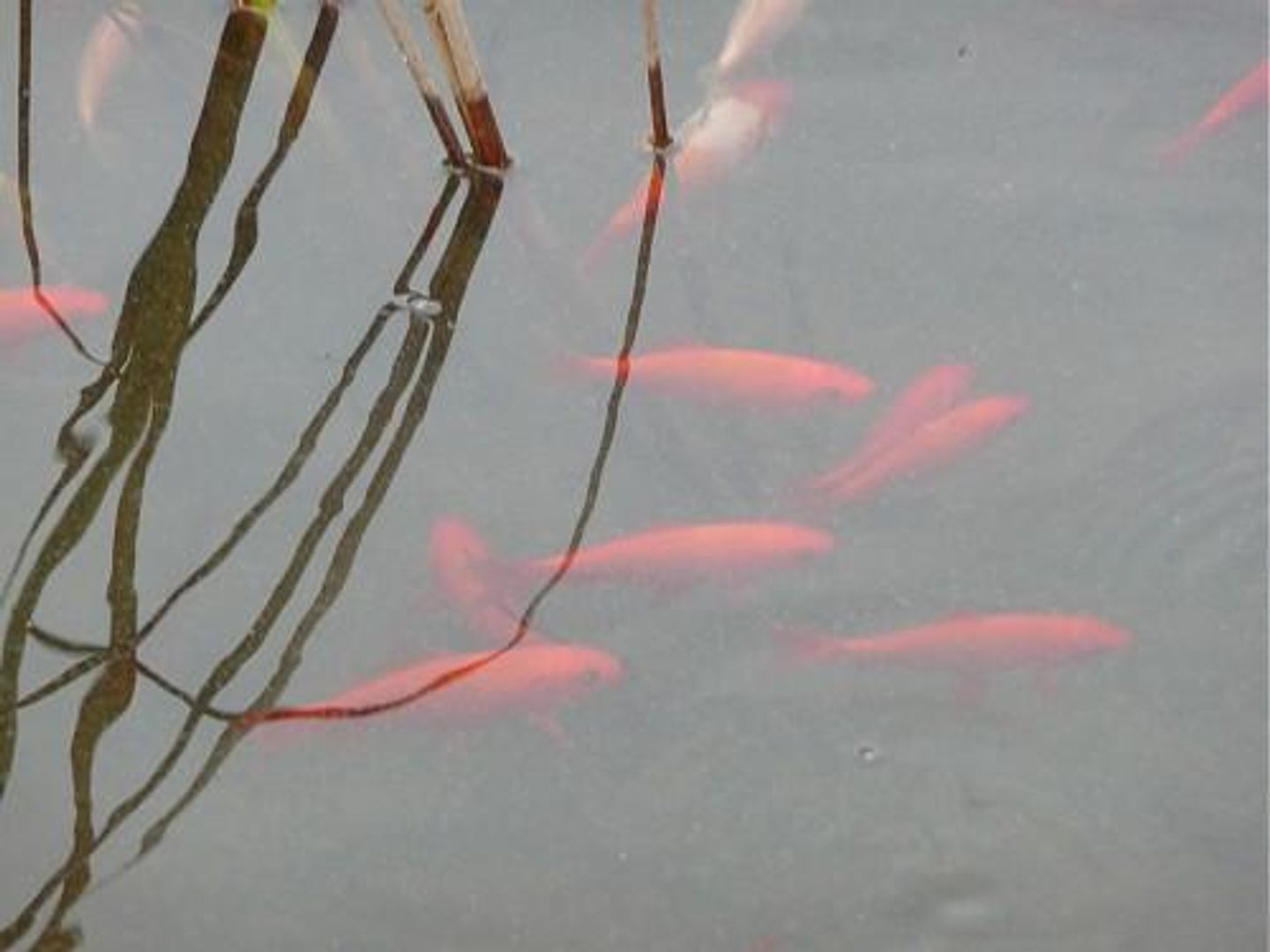  Haus Mühlenblick Carolinensiel - 