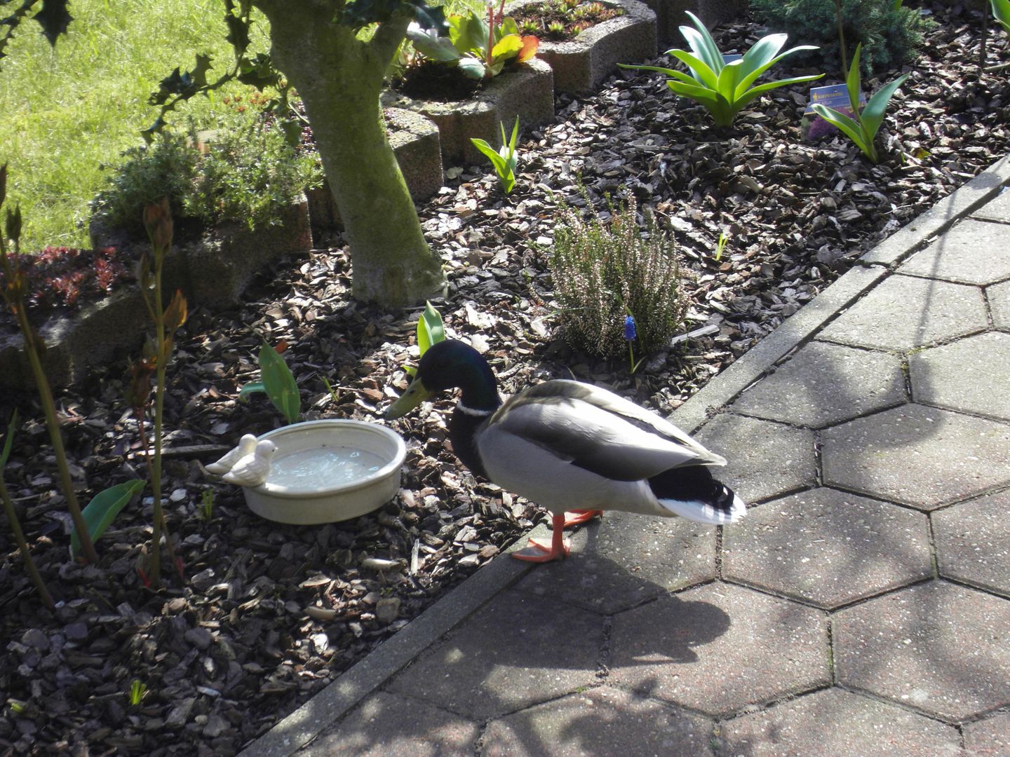  Ferienwohnung Mühlenblick 30 Whg. 2 Carolinensiel - 