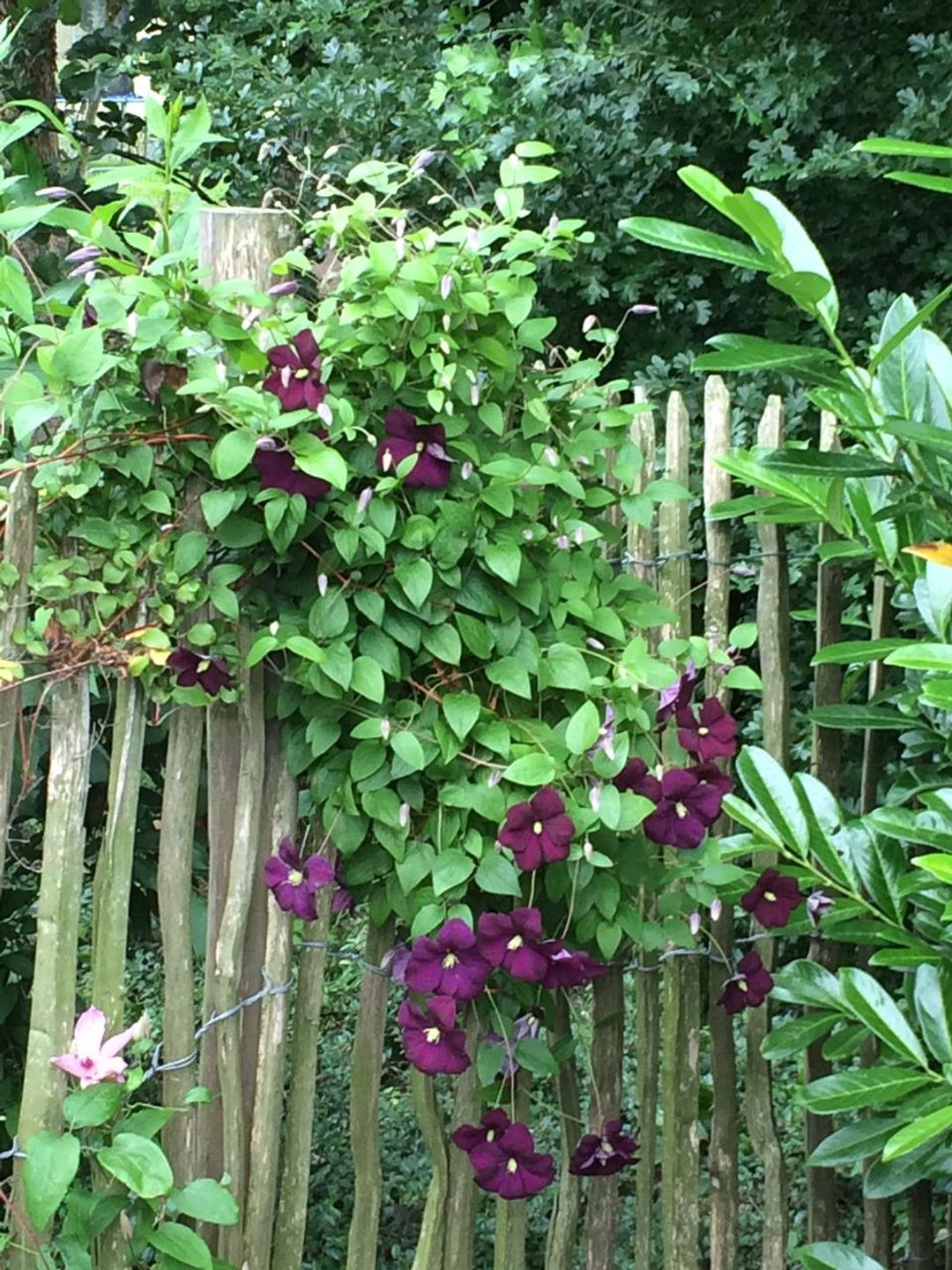 Haus Friesentraum Wohnung Nr. 6 Flut Werdum - 