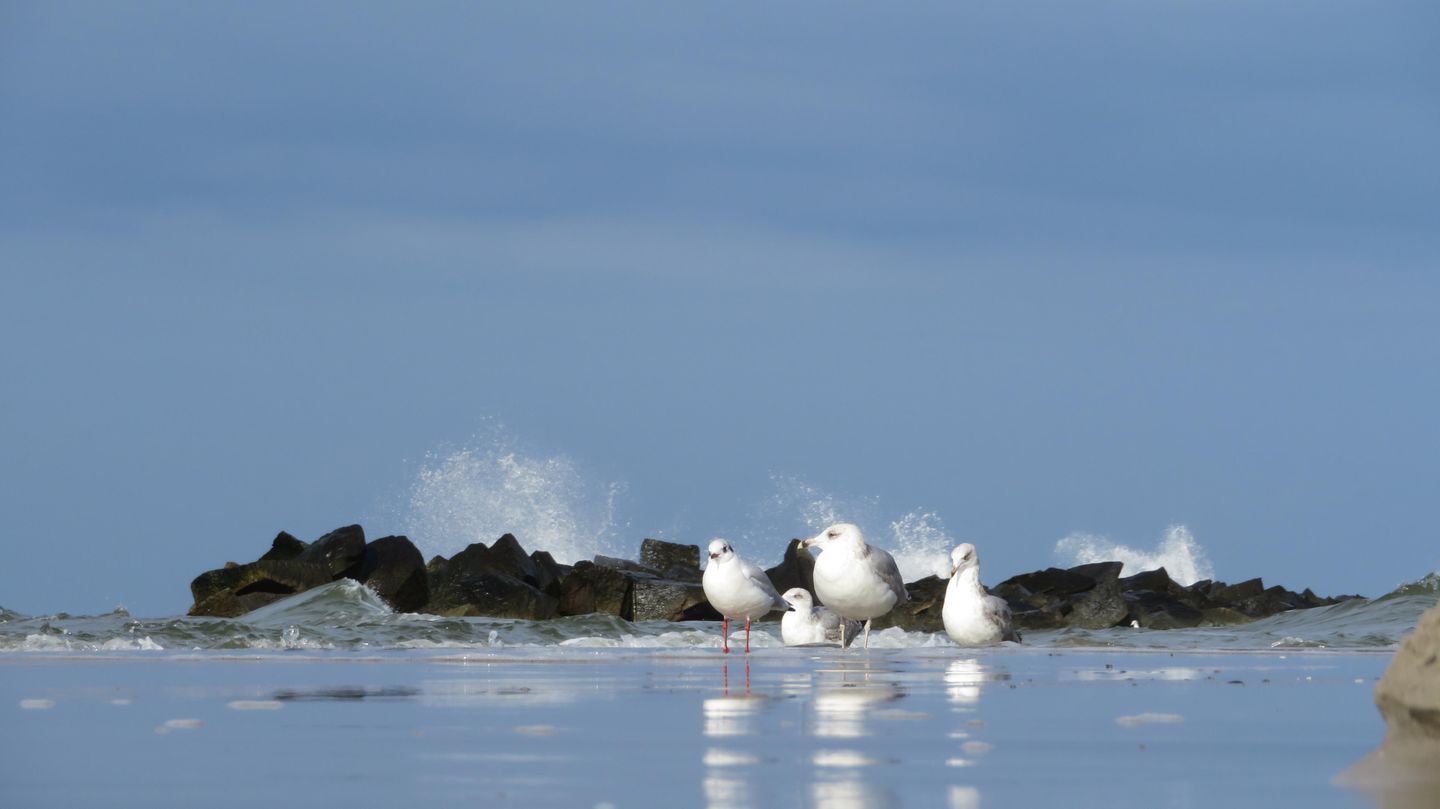  Strandstrasse 51 Whg. 9 Deutschland - 