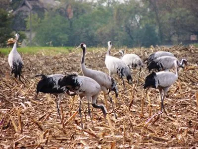 Kraniche Hoppenberg 5 - Wohnung Schröder