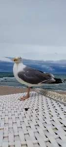 Möwe Residenz am Strand Wohnung 1-21