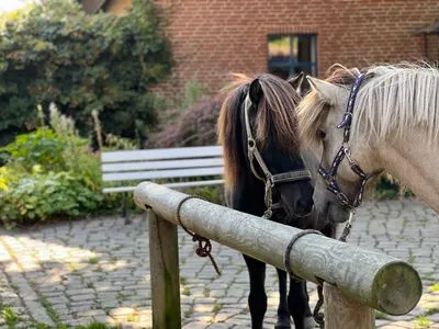 Sport / Aktivitäten Ferienwohnung Isi-Blick für 4 bis zu Personen - Reiterferien