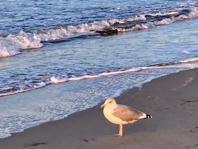 Strandbild mit Möwe Achtern Diek Achtern Diek 12b - Wohnung 5