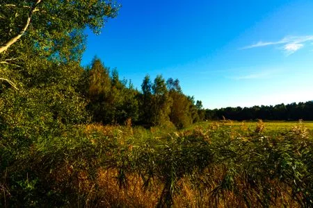 Blick ins Grüne von der Terrasse Am Deich Am Deich Haus 36