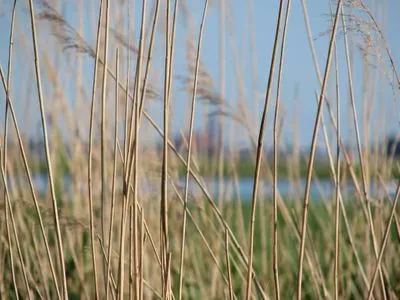 Schilf am Bodden  de Obendtied - Wohnung 6 "Reet"