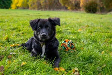 Hund Ferienpark Freesenbruch Wohnung 2.1 - Möwennest