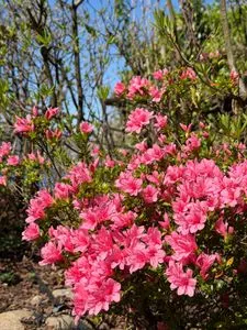 Garten Bergidylle am Lago Maggiore