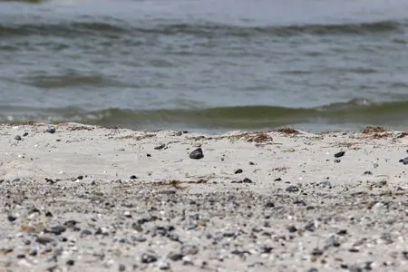 Bild vom Strand in Zingst Residenz am Strand Wohnung 2-40
