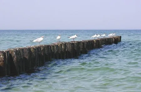 Ostsee mit Buhnen und Möwen Residenz am Strand Wohnung 2-41