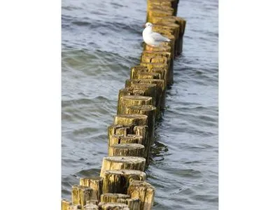 Buhnen in der Ostsee  Freesenkietz 23