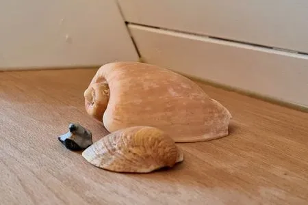 Dekoratives Detail Ferienhaus Traumstrand