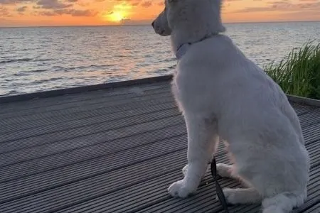 Enkhuizer Strand Chalet Sonnenplätzchen mit Zaun Zweite Reihe Haus Nr. 229 Enkhuizen / IJsselmeer - 