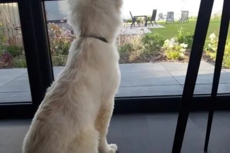 Enkhuizer Strand Chalet Sonnenplätzchen mit Zaun Zweite Reihe Haus Nr. 229 Enkhuizen / IJsselmeer - 