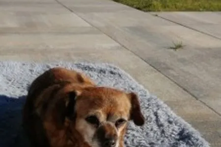 Enkhuizer Strand Chalet Seestern Erste Reihe Haus Nr. 230 Enkhuizen / IJsselmeer - 