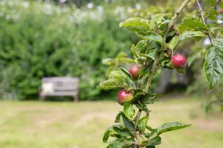  Apfelblüte