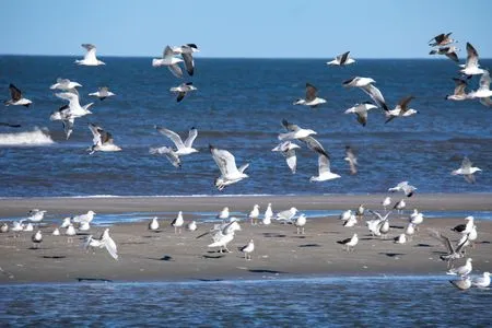 Strand Weiße Düne