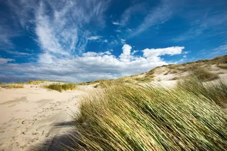Strand Möwennest