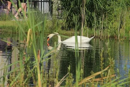 Marina Strandbad Chalet Inseltraum mit Zaun Nr. 83 Olburgen / Gelderland - 