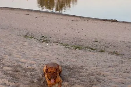 Marina Strandbad Chalet Inselperle mit Zaun Nr. 84 Olburgen / Gelderland - 