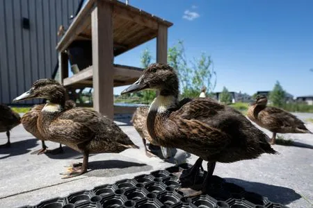 De IJssel Eilanden Chalet Waterfront Kampen Nr. 728 Kampen /  Reevemeer - 