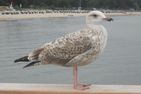  ToSi - 30 m zum tosenden Meer Lübecker Bucht - Ostsee - 