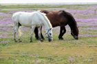 Uns to Hus Waddensee Zentrum - Landschaft