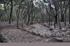  Mercedes Mallorca - Ostküste - 