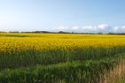  Reethus Koldenbüttel Halbinsel Eiderstedt - 