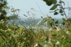 Ferienbauernhof Liesenberg Bauernhauswohnung Landlust Fehmarn - 