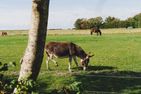 Nordsee Bauernhof Wulff Ferienwohnung Amrum Reußenköge - Garten