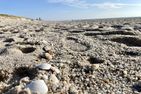  Dünengras Westerland - Strand