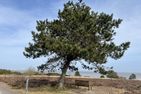  Sylter Residenz Westerland - Landschaft