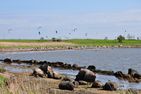  Westerbergen Fehmarn - 