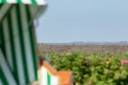  Hüs Waasluuper - Seeschwalbe Norddorf - 