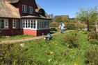 Hüs Sanskiin Ferienwohnung *Eerdglüper* Süddorf auf Amrum - Tulpengarten am Hüs Sanskiin in Süddorf auf Amrum