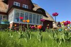 Hüs Sanskiin Ferienwohnung *Eerdglüper* Süddorf auf Amrum - Tulpengarten am Hüs Sanskiin in Süddorf auf Amrum