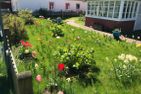 Hüs Sanskiin Ferienwohnung *Eerdglüper* Süddorf auf Amrum - Tulpengarten am Hüs Sanskiin in Süddorf auf Amrum