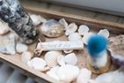  Haus Coordes Wohnung 4 Norderney - Dekoratives Detail