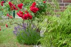  Am Deich Greetsiel/Krummhörn - Garten