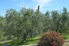  Cian de Basue Imperia - 