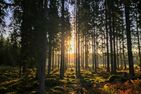  (28) Ferienhaus Lönneberga in Alleinlage mit Hund Smaland - 