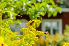  (28) Ferienhaus Lönneberga in Alleinlage mit Hund Smaland - 