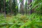  (28) Ferienhaus Lönneberga in Alleinlage mit Hund Smaland - 