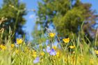  (2) Blaues Sommerhaus in Schweden mit eingezäuntem Grundstück Smaland - 