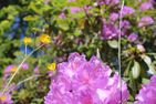  (2) Blaues Sommerhaus in Schweden mit eingezäuntem Grundstück Smaland - 