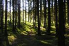  (4) Schwarzes Sommerhaus in Schweden am See mit Sauna und Boot Smaland - 